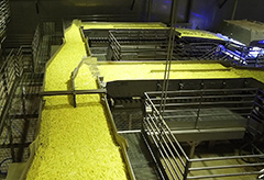 High-capacity vibratory conveyors from Key Technology