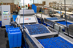 Sortivator blueberry sorting system from WECO